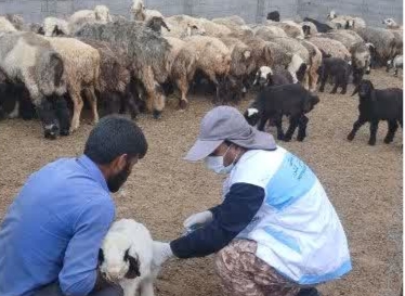 اردوی جهادی خدمات دامپزشکی در مارگون/ تأکید بر کوچ به‌موقع عشایر در مواجهه با ال‌نینو